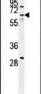Zinc Finger Protein 674 antibody, PA5-24395, Invitrogen Antibodies, Western Blot image 