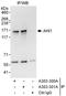 Jouberin antibody, A303-300A, Bethyl Labs, Immunoprecipitation image 