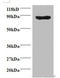 Cyclin Dependent Kinase 11A antibody, A54009-100, Epigentek, Western Blot image 