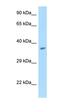 Guided Entry Of Tail-Anchored Proteins Factor 4 antibody, orb326389, Biorbyt, Western Blot image 