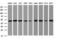 SERPINE1 MRNA Binding Protein 1 antibody, LS-C175442, Lifespan Biosciences, Western Blot image 