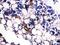 BGP antibody, PA5-78870, Invitrogen Antibodies, Immunohistochemistry frozen image 