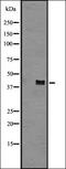 BarH Like Homeobox 2 antibody, orb337675, Biorbyt, Western Blot image 
