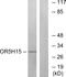 Olfactory Receptor Family 5 Subfamily H Member 15 antibody, PA5-38189, Invitrogen Antibodies, Western Blot image 