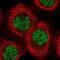 Kruppel Like Factor 3 antibody, NBP2-48937, Novus Biologicals, Immunofluorescence image 