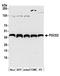 Programmed Cell Death 2 antibody, A303-599A, Bethyl Labs, Western Blot image 