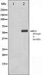 ETS Transcription Factor ELK1 antibody, orb106087, Biorbyt, Western Blot image 