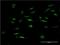 Forkhead Box K2 antibody, H00003607-M04, Novus Biologicals, Immunocytochemistry image 