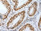 A-Kinase Anchoring Protein 8 Like antibody, CSB-PA611485, Cusabio, Immunohistochemistry frozen image 