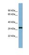 DDRGK Domain Containing 1 antibody, orb325509, Biorbyt, Western Blot image 