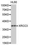 DNA repair protein XRCC3 antibody, STJ26131, St John