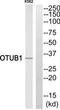 OTU Deubiquitinase, Ubiquitin Aldehyde Binding 1 antibody, TA312383, Origene, Western Blot image 