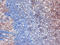 Potassium Voltage-Gated Channel Subfamily A Member 1 antibody, TA326549, Origene, Immunohistochemistry frozen image 