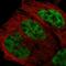 Cyclin-dependent kinase 12 antibody, HPA008038, Atlas Antibodies, Immunofluorescence image 