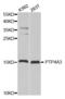 Protein Tyrosine Phosphatase 4A3 antibody, abx001629, Abbexa, Western Blot image 