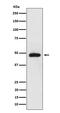 Neuronal Differentiation 2 antibody, M07904, Boster Biological Technology, Western Blot image 