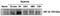 HIF-2-alpha antibody, NB100-132H, Novus Biologicals, Western Blot image 