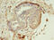 EBP Cholestenol Delta-Isomerase antibody, CSB-PA624016EA01HU, Cusabio, Immunohistochemistry frozen image 