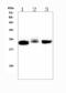 Thy-1 Cell Surface Antigen antibody, A01818-1, Boster Biological Technology, Western Blot image 