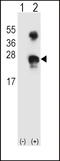Growth arrest and DNA damage-inducible protein GADD45 alpha antibody, LS-B13744, Lifespan Biosciences, Western Blot image 