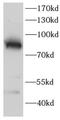 Protein Kinase C Gamma antibody, FNab10313, FineTest, Western Blot image 