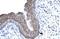 Forkhead Box E3 antibody, PA5-40519, Invitrogen Antibodies, Immunohistochemistry frozen image 