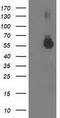 Integrin Alpha FG-GAP Repeat Containing 2 antibody, TA503064S, Origene, Western Blot image 