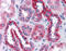 BAI1 Associated Protein 2 Like 1 antibody, 51-586, ProSci, Immunohistochemistry paraffin image 