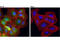 NAD(P)H Quinone Dehydrogenase 1 antibody, 62262S, Cell Signaling Technology, Immunofluorescence image 