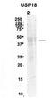 USP18 antibody, TA339338, Origene, Western Blot image 