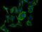 Lyt-1 antibody, 207020-T02, Sino Biological, Immunohistochemistry frozen image 