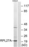 Ribosomal Protein L27a antibody, LS-C119661, Lifespan Biosciences, Western Blot image 