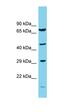 COP9 Signalosome Subunit 3 antibody, orb331036, Biorbyt, Western Blot image 
