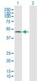 HtrA Serine Peptidase 4 antibody, H00203100-B01P, Novus Biologicals, Western Blot image 