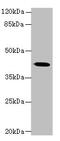 G Protein Subunit Alpha 14 antibody, CSB-PA009586LA01HU, Cusabio, Western Blot image 