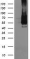 High affinity immunoglobulin gamma Fc receptor I antibody, TA506345S, Origene, Western Blot image 