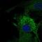 Microfibril-associated glycoprotein 4 antibody, HPA054097, Atlas Antibodies, Immunocytochemistry image 