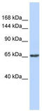 Zinc Finger Protein 91 antibody, TA342423, Origene, Western Blot image 