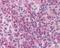 MLLT3 Super Elongation Complex Subunit antibody, 49-699, ProSci, Immunohistochemistry paraffin image 