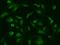 Ribosomal Protein S6 Kinase A5 antibody, 200747-T02, Sino Biological, Immunohistochemistry frozen image 
