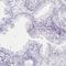 Prothyroliberin antibody, HPA035596, Atlas Antibodies, Immunohistochemistry frozen image 