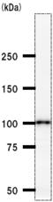 Chromodomain Helicase DNA Binding Protein 1 Like antibody, ab51324, Abcam, Western Blot image 