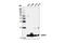 ATPase inhibitor, mitochondrial antibody, 13268S, Cell Signaling Technology, Western Blot image 