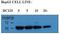 FKBP Prolyl Isomerase 8 antibody, PA5-25881, Invitrogen Antibodies, Western Blot image 