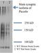 Protein piccolo antibody, NBP1-49453, Novus Biologicals, Western Blot image 