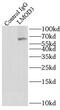 Leiomodin-3 antibody, FNab04809, FineTest, Immunoprecipitation image 