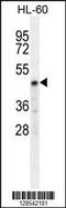 Carbohydrate sulfotransferase 2 antibody, 55-356, ProSci, Western Blot image 