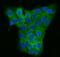 Gamma-tubulin complex component 2 antibody, A10573-1, Boster Biological Technology, Immunofluorescence image 