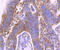 Major Vault Protein antibody, A00642-2, Boster Biological Technology, Immunohistochemistry paraffin image 