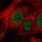 Arginine And Serine Rich Coiled-Coil 2 antibody, NBP2-56385, Novus Biologicals, Immunocytochemistry image 